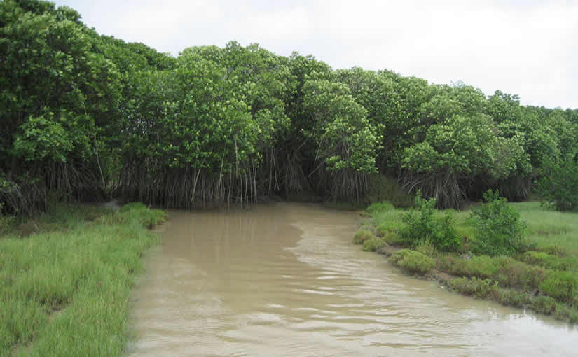 Bhitarkanika National Park