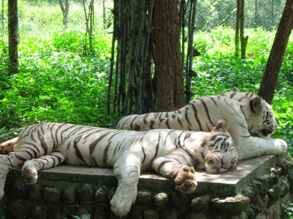 Simlipal National Park