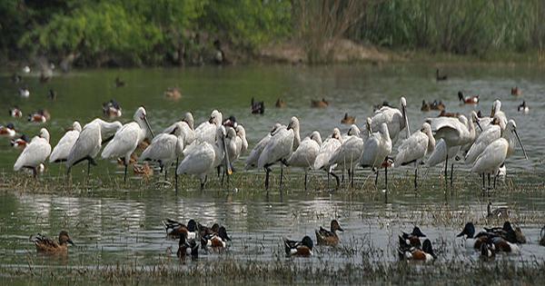 Sultanpur Bird Sanctuary