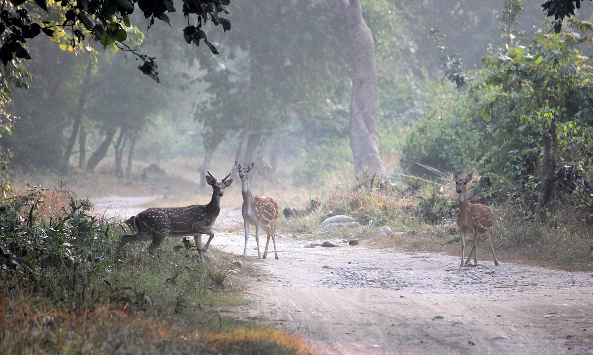Jim Corbett National Park