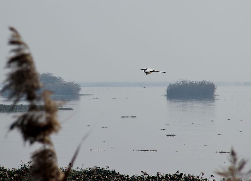 Harike Bird Sanctuary