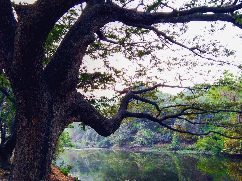 Sanjay Gandhi National Park, Mumbai