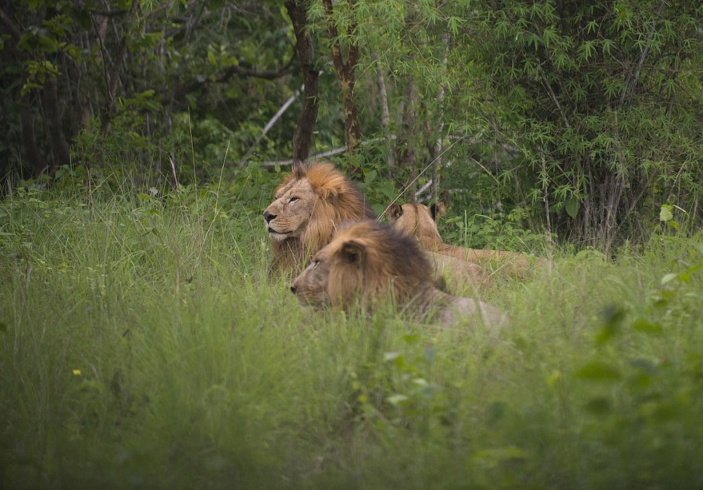 Bannerghatta National Park
