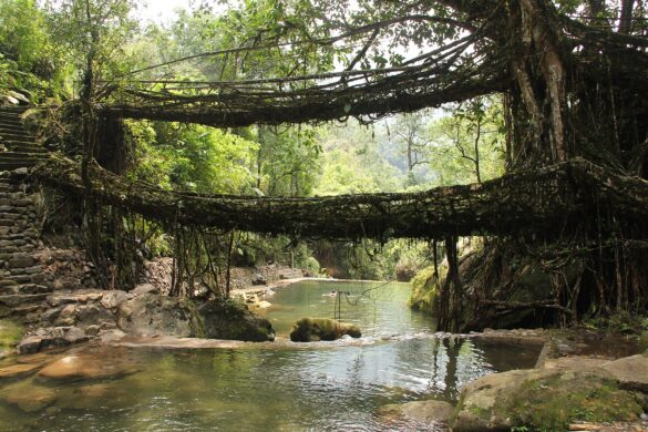 Double Decker Living Root Bridge Nongriat Meghalaya made from tree roots